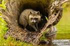 Minnesota-young raccoon in log-captive Art Print